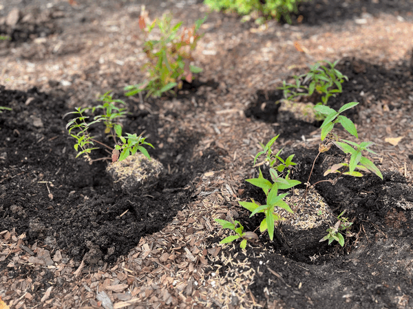 October ’25: Mild, dry and stunning